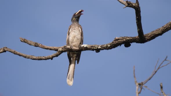 African Grey Hornbill on a branch alt