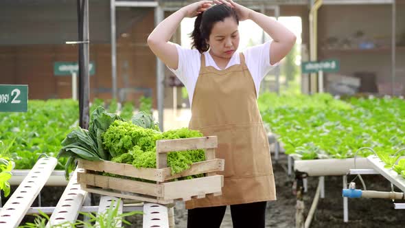 Asian farmer harvesting some hydroponic vegetables in a hydroponic farm