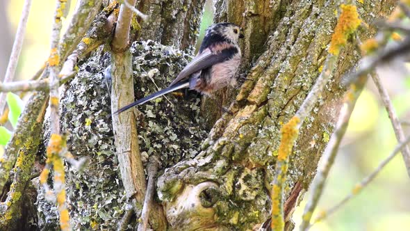 Long-tailed tit (Aegithalos caudatus) feeds its chicks in the nest
