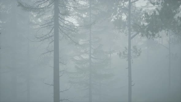 Cloudy Autumn Day in the Pine Forest with Fog alt