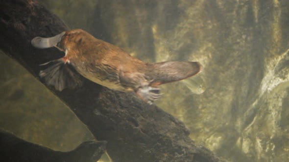 platypus swims and searches for food underwater alt
