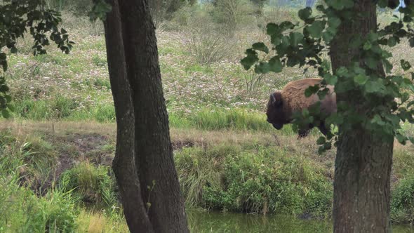 Wild Bison in the Meadow of American Bison Protection of Nature Concept