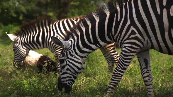 Group of Two Zebras Pluck Eat Green Grass in Company of Little Donkey Wildlife