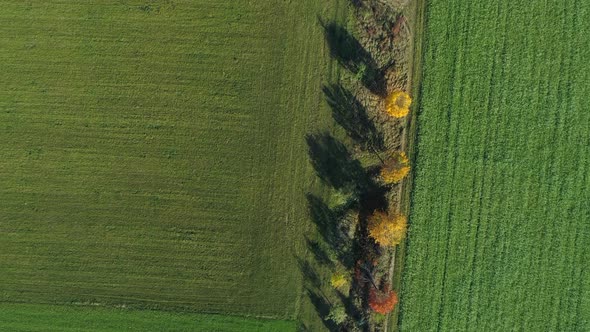 Aerial view of row of trees in autumn colors with rural road alt