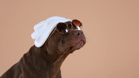 Side View of an American Pit Bull Terrier Wearing Sunglasses and a White Hat on His Head alt