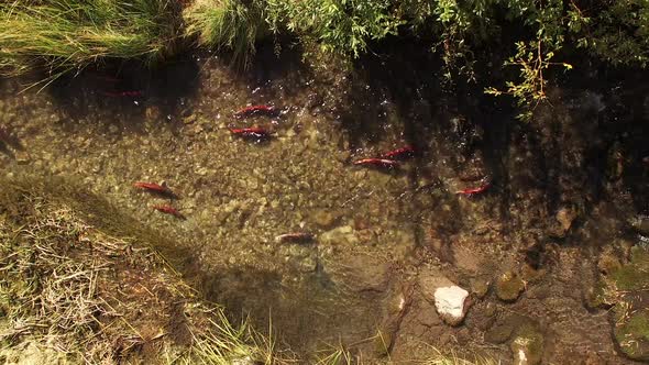 Aerial view of Kokanee Salmon spawning in a small river in Utah alt