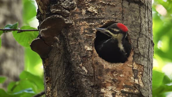 A Pileated Woodpecker Nest Video Clip