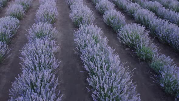 Aerial drone view of a lavender field with blooming purple flowers. Lavender Oil Production. Field 