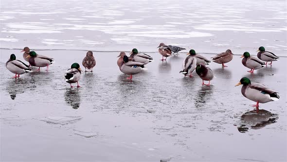 Ducks are Located on Thin Ice