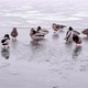 Ducks are Located on Thin Ice - VideoHive Item for Sale