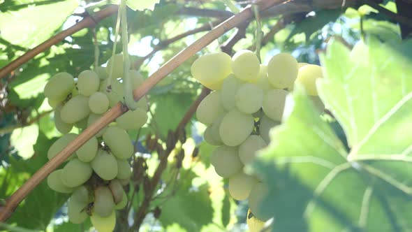 Ripe White Grapes on Vines Tree During Harvest on Vineyard