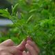 Gardener&#39;s Hand Picking Chili Peppers From A Tree - VideoHive Item for Sale