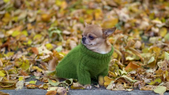 Dressed warmly chihuahua at autumn park.