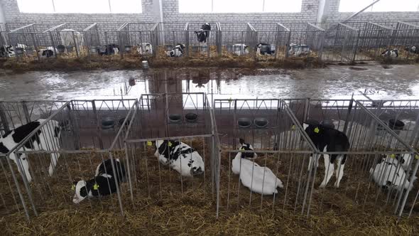 Little Calves Are Locked In Separate Cages. Breeding Cows On A Dairy Farm alt