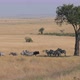 Wild Herds Of Zebras Grazing In African Savanna - VideoHive Item for Sale