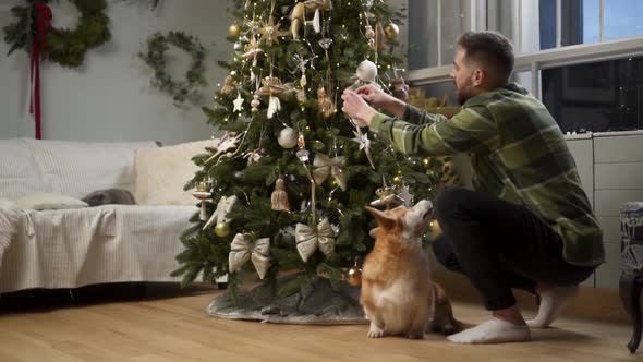 A man hangs a New Year's toy on a Christmas tree with a dog at home alt