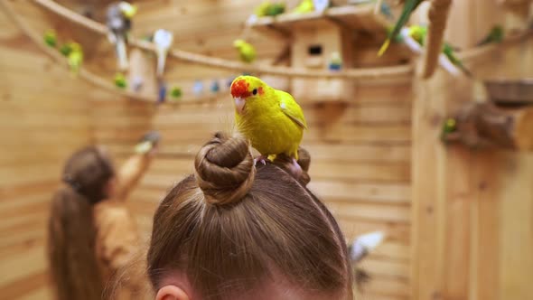 A Curious Yellow Parrot Walks Over the Head of Little Girl and Bites Her Hair