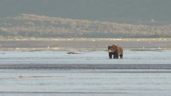 Grizzly Bear Standing in Water with Heat Rays alt
