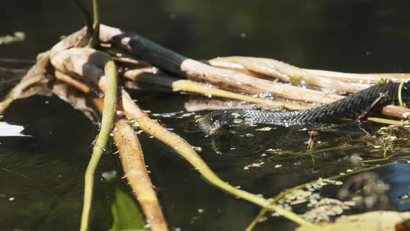 Dice Snake Swims Through Marshes of Swamp Thickets and Algae. Slow Motion alt