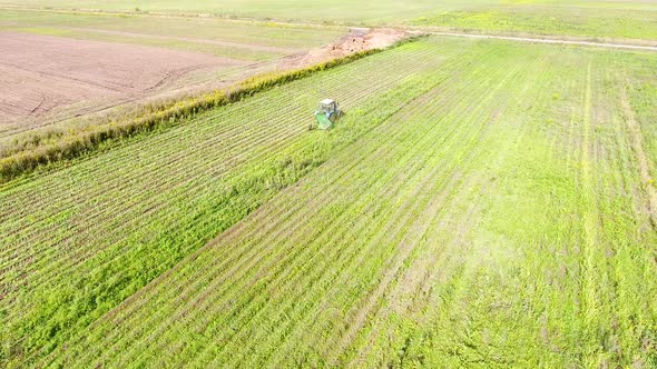 The Tractor Produces the Harvest on The Mustard Field. Yellow Flowers Greenfield