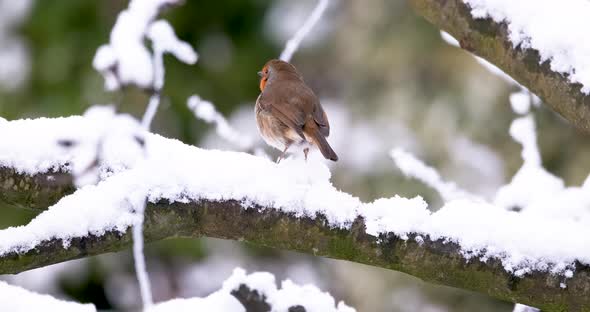 Robin Bird On Snow Covered Branch Winter UK