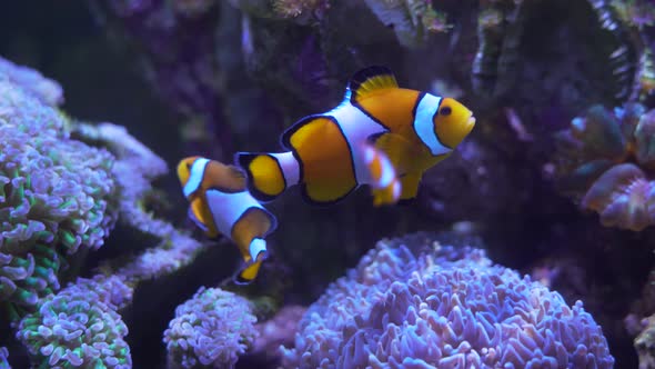 Clown fish on vibrant underwater coral reef ecosystem