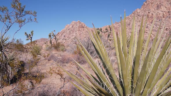 Desert Plants Cactus in Joshua Tree National Park California Valley Wilderness