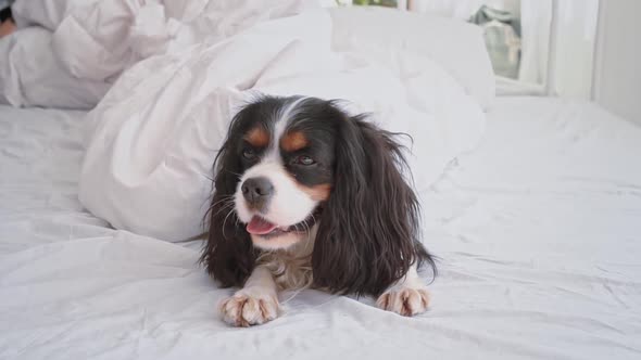 Portrait of a Beautiful Fluffy Dog with Big Ears Looking at the Camera Lying on a Comfortable Soft alt