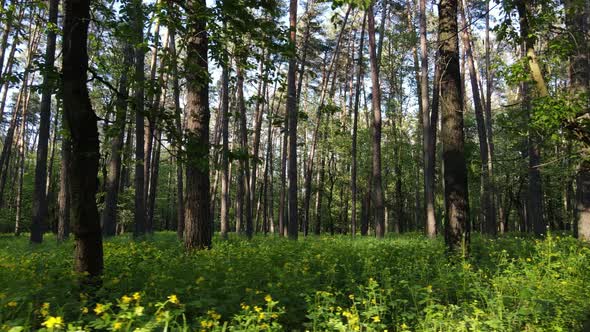 Summer Forest with Pine Trees Slow Motion alt