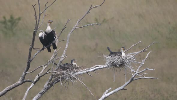 Group of White-breasted cormorants in a tree alt