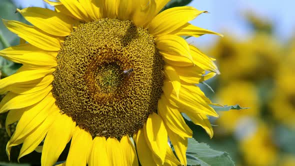 View of sunflower blowing in a lite breeze on a sunny day alt