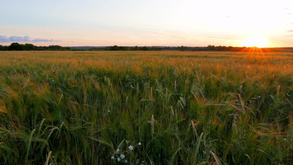 Rye Field and Sunset