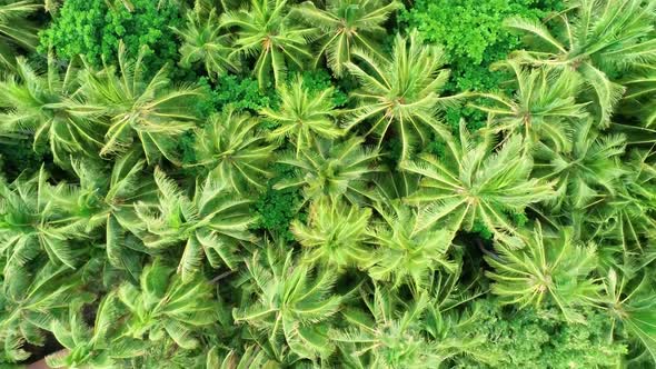 Aerial view above palm treetop on windy day, Hawaii, U.S.A. alt