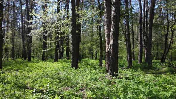 Green Forest During the Day Aerial View alt