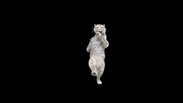 White Tiger Dancing 4K alt