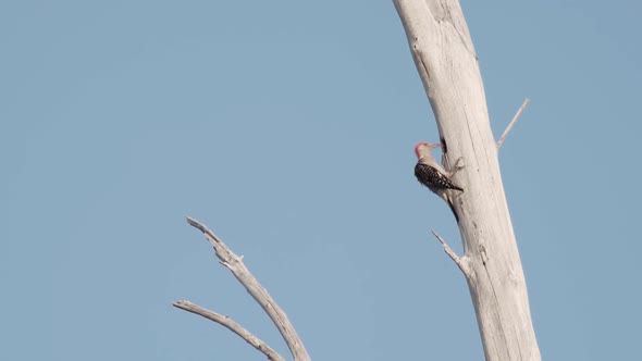 Red bellied woodpecker pecking and climbing tree with blue sky in the background. alt