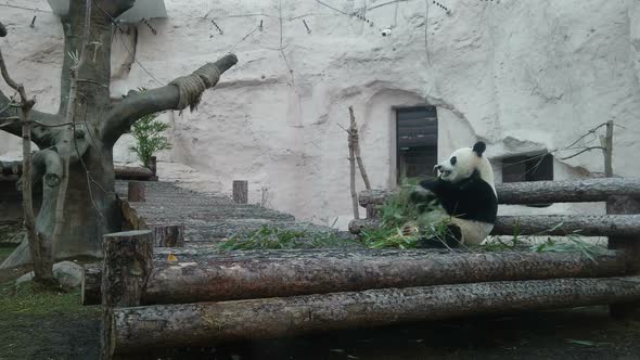 Cute Panda Bear Is Eating Fresh Bamboo