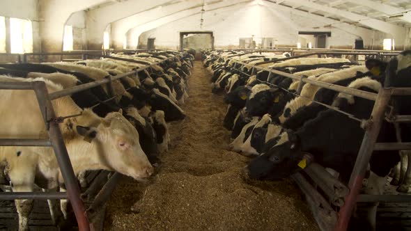 Cows Feeding in a Dairy Farm Cowshed