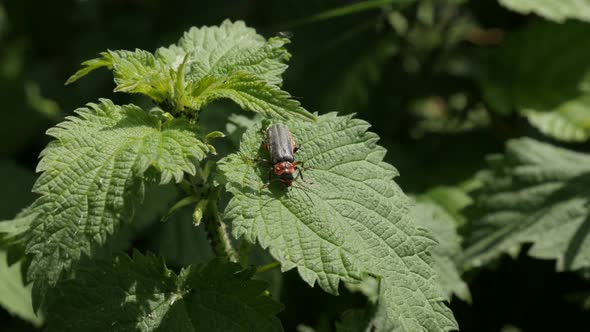 Common glow-worm beetle on nettle plant close-up 4K 2160p 30fps UltraHD footage - Lampyris noctiluca alt