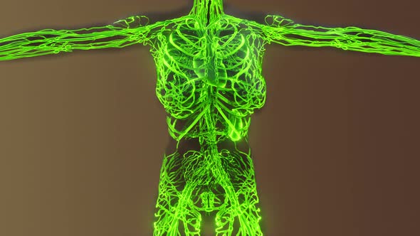 Analysis of Human Blood Vessels Anatomy Scan alt