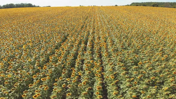 Aerial Drone View of Sunflowers Field. Rows of Sunflowers on a Hill alt