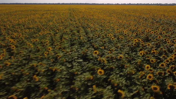 Drone footage of blooming sunflower field