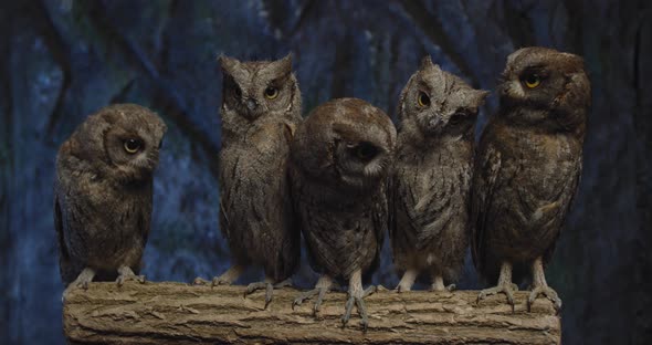 Cute Baby Owls with Big Eyes Are Looking Around From a Tree Branch,  alt