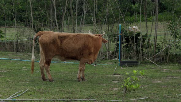 Village Bull in a Paddock Pasture alt