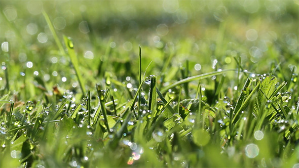 Morning Dew Drops On Green Grass