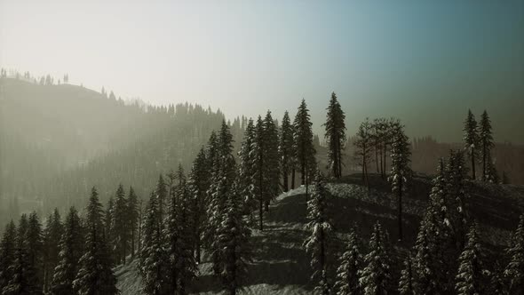 Fir Forest on a Foggy Day alt