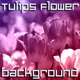 Tulip Spring Flower Duotone Pack Tulip Spring Flower Duotone Pack - VideoHive Item for Sale