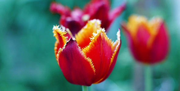 Wind Shakes Tulips 12