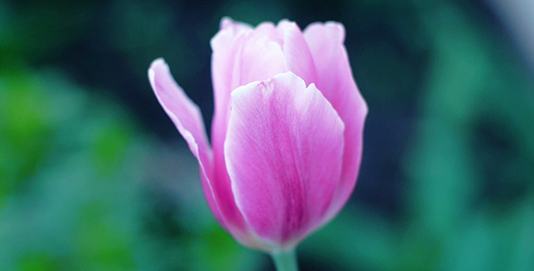 Wind Shakes Tulips 15
