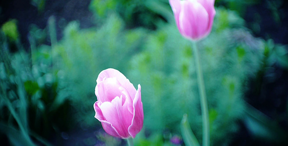 Wind Shakes Tulips 16